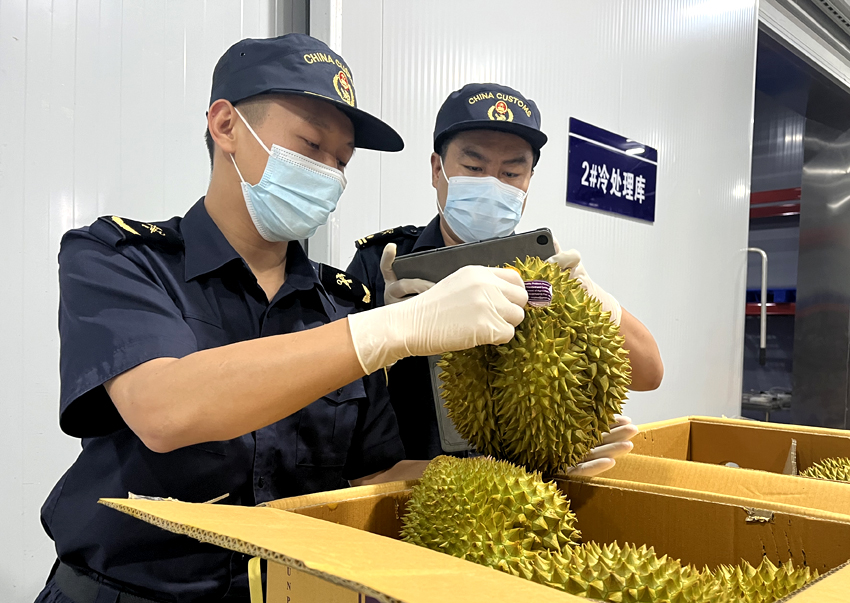 磨憨鐵路口岸綜合性指定監(jiān)管場地水果查驗區(qū)內(nèi)，海關(guān)關(guān)員正在查驗進口榴蓮。勐臘海關(guān)供圖