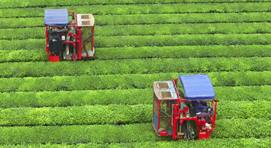 江西泰和：機(jī)器採(cǎi)茶效率高