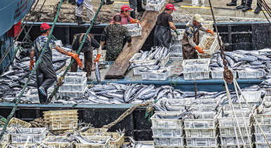 山東榮成：滿載漁獲歸來