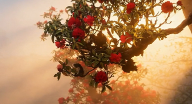 霧鎖漾濞，金光穿霧花如夢(mèng)